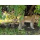 South Africa Tour - 11 days South Africa Tour - 11 days