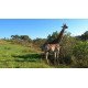 South Africa Tour - 11 days South Africa Tour - 11 days